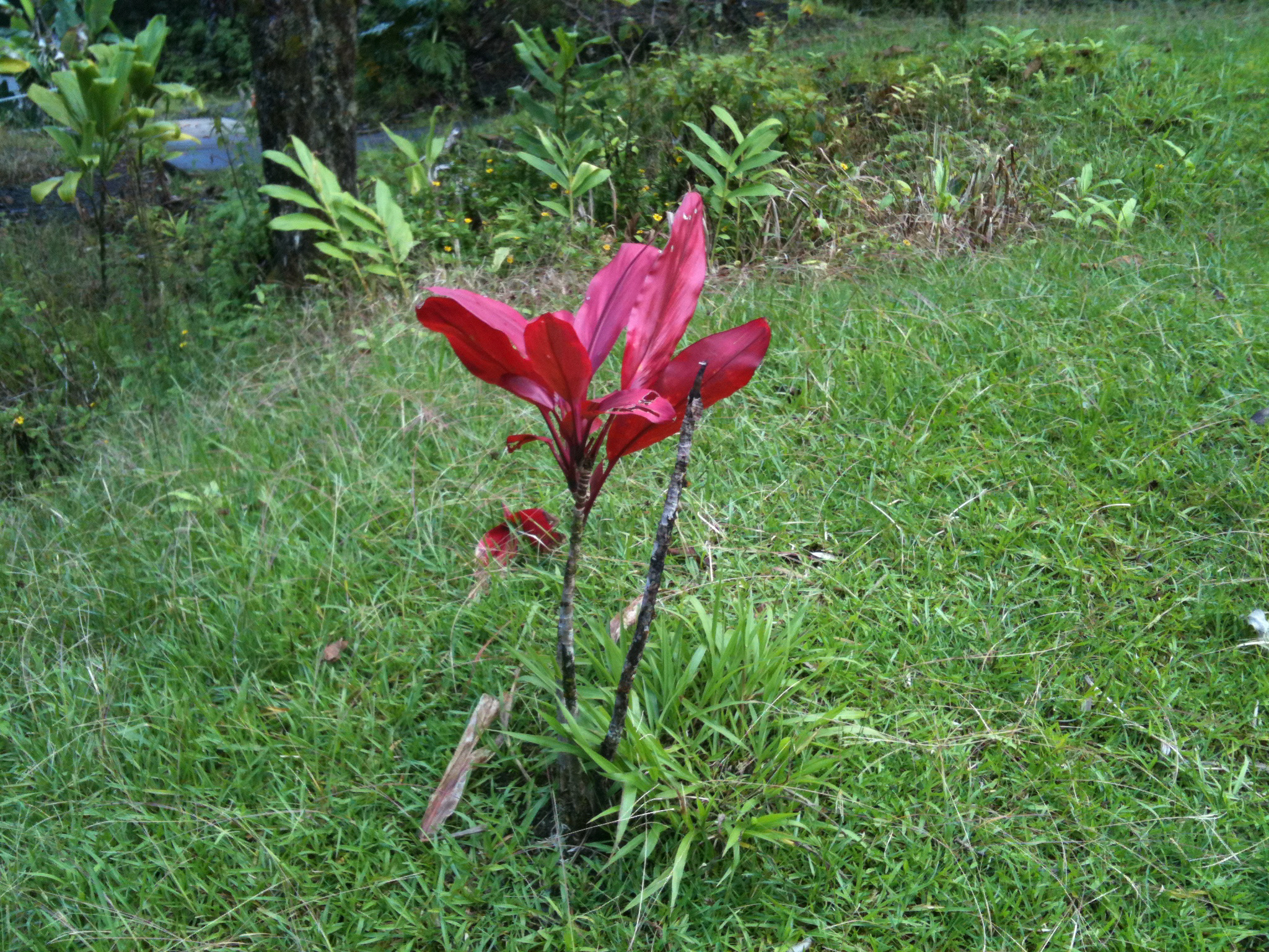 IMG_0056.jpeg