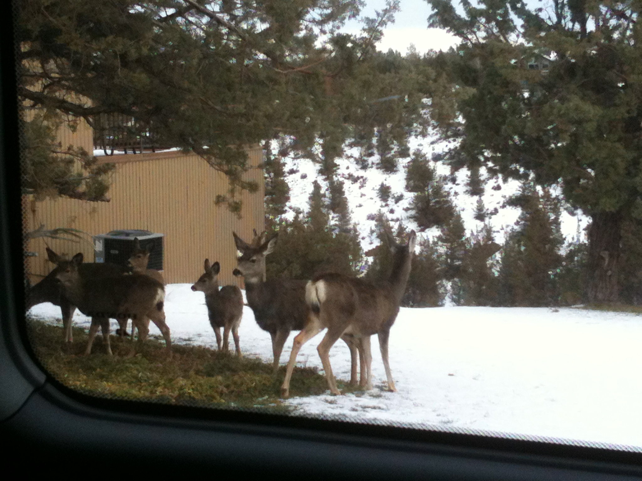 IMG_1176.jpeg