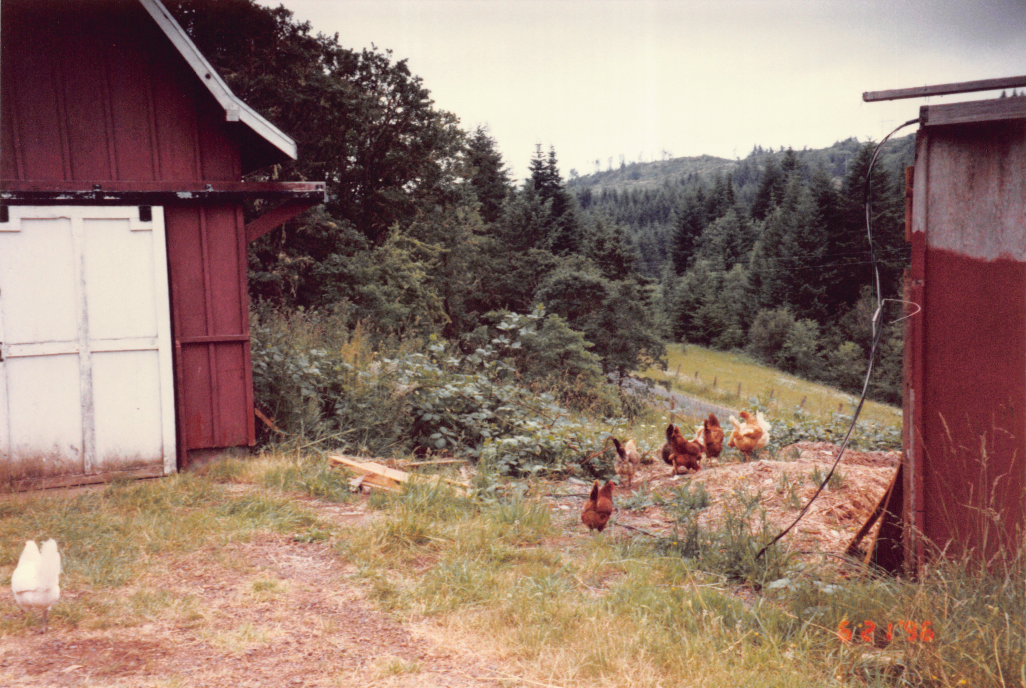 1996_334.jpg