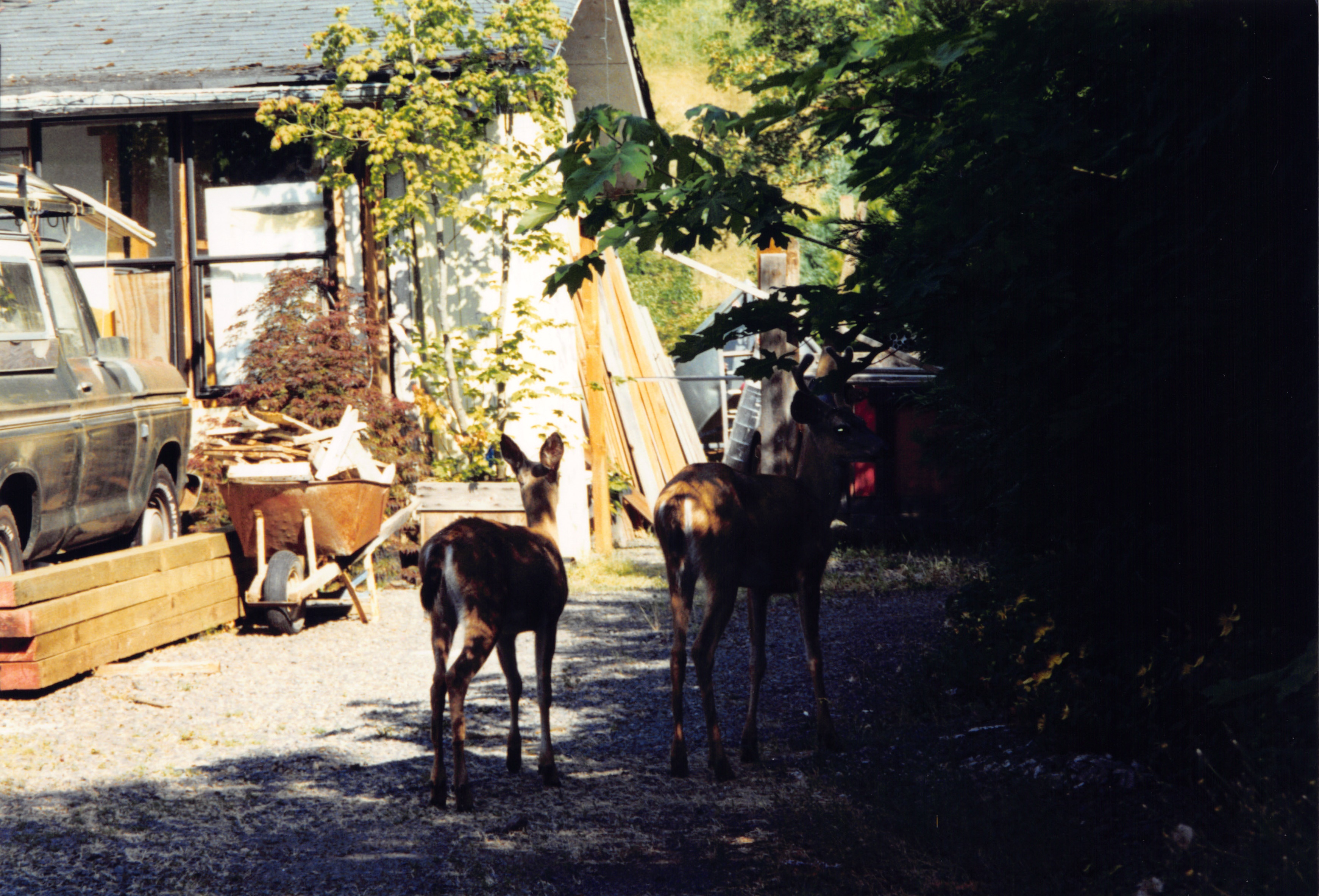 1999_242.jpg