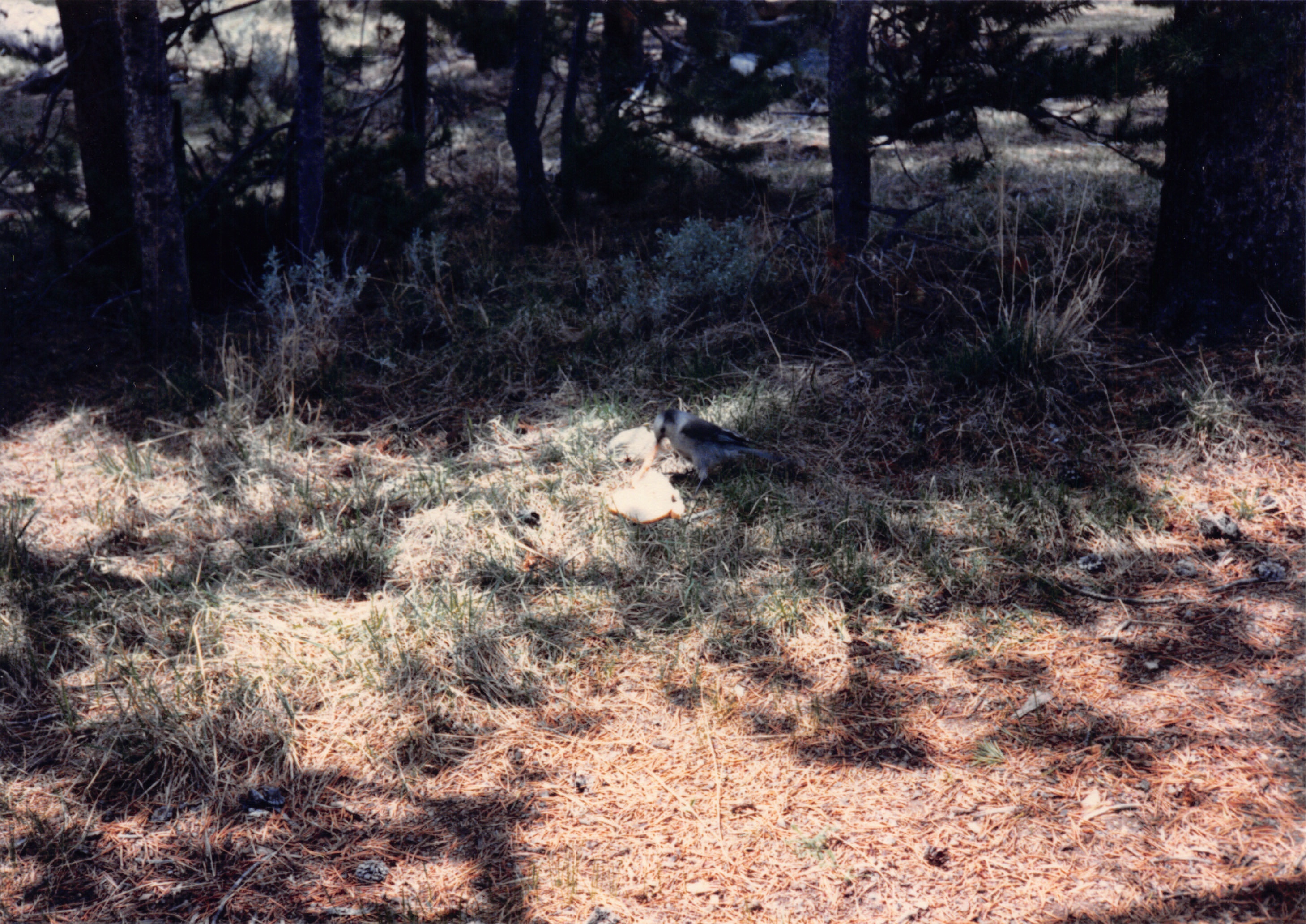 1988_051.jpg