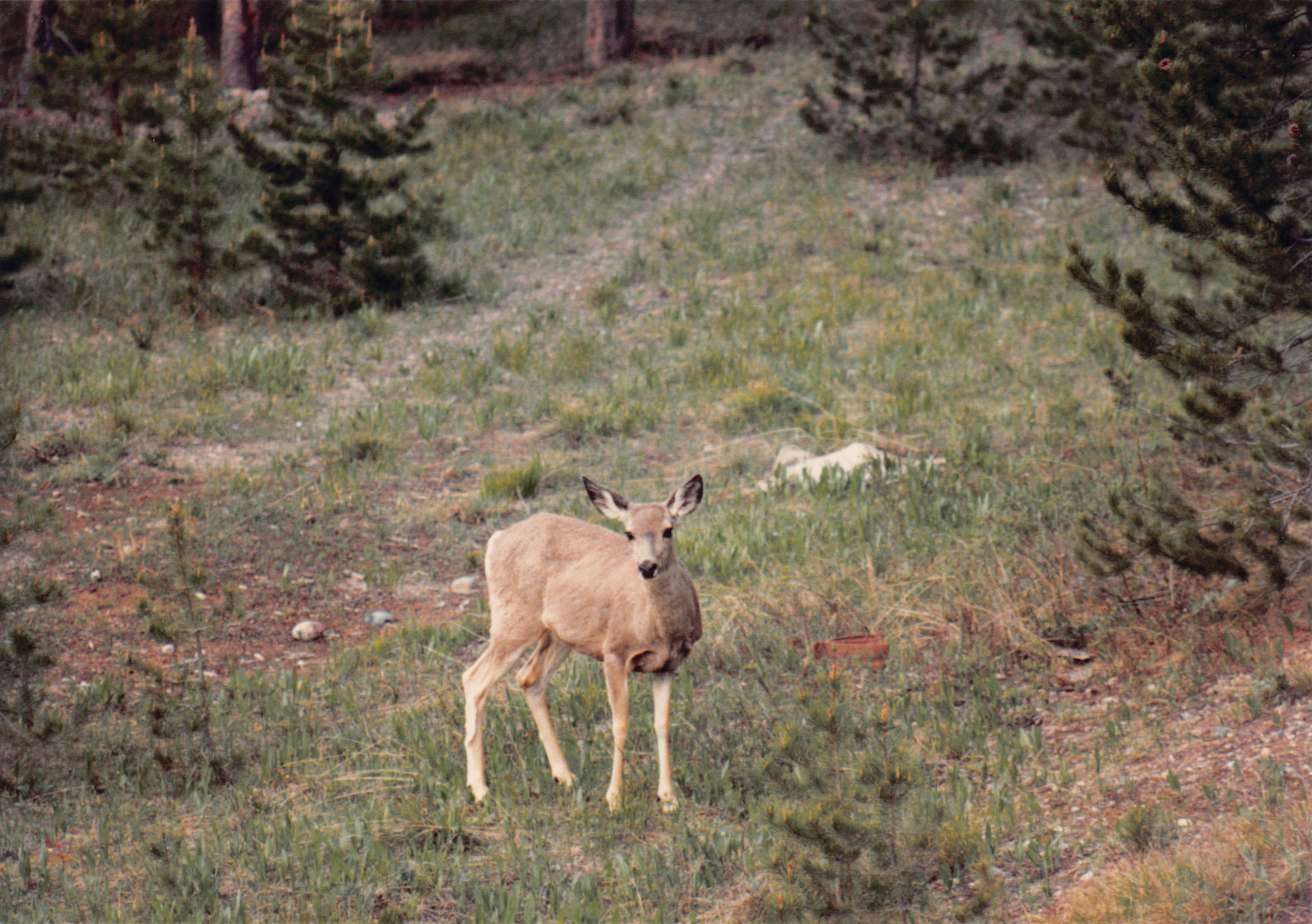 1988_108.jpg