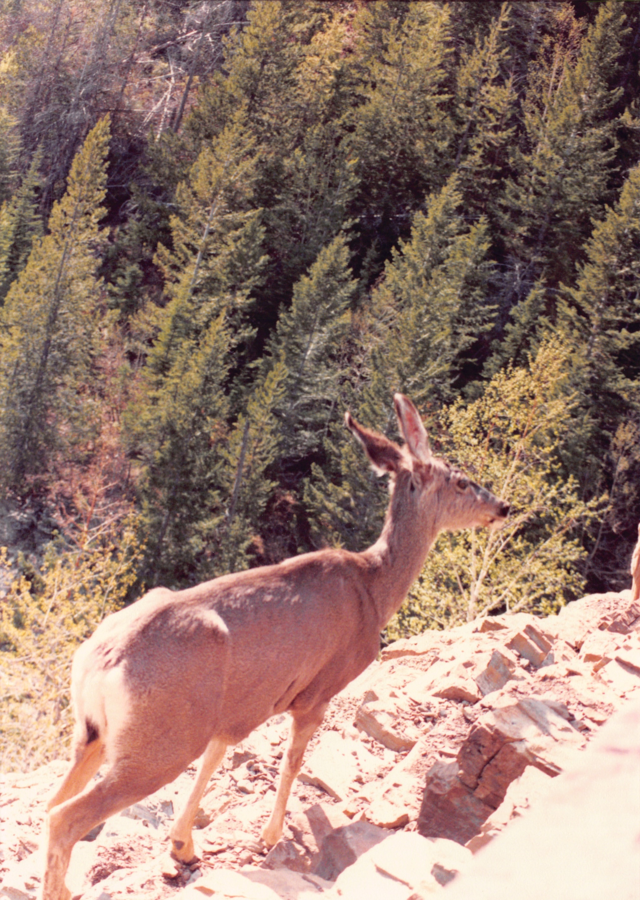 1989_19.jpg
