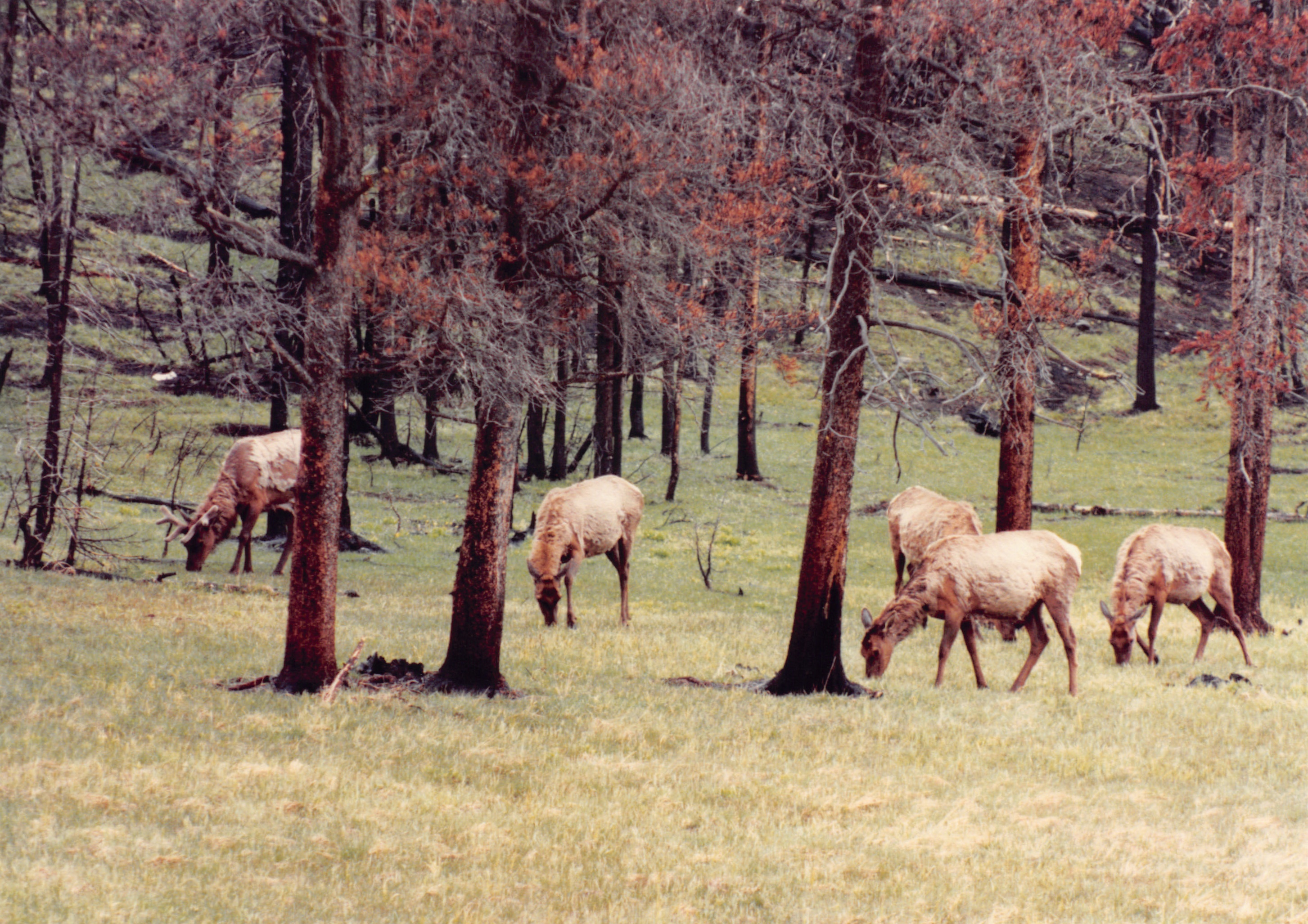 1990_36.jpg