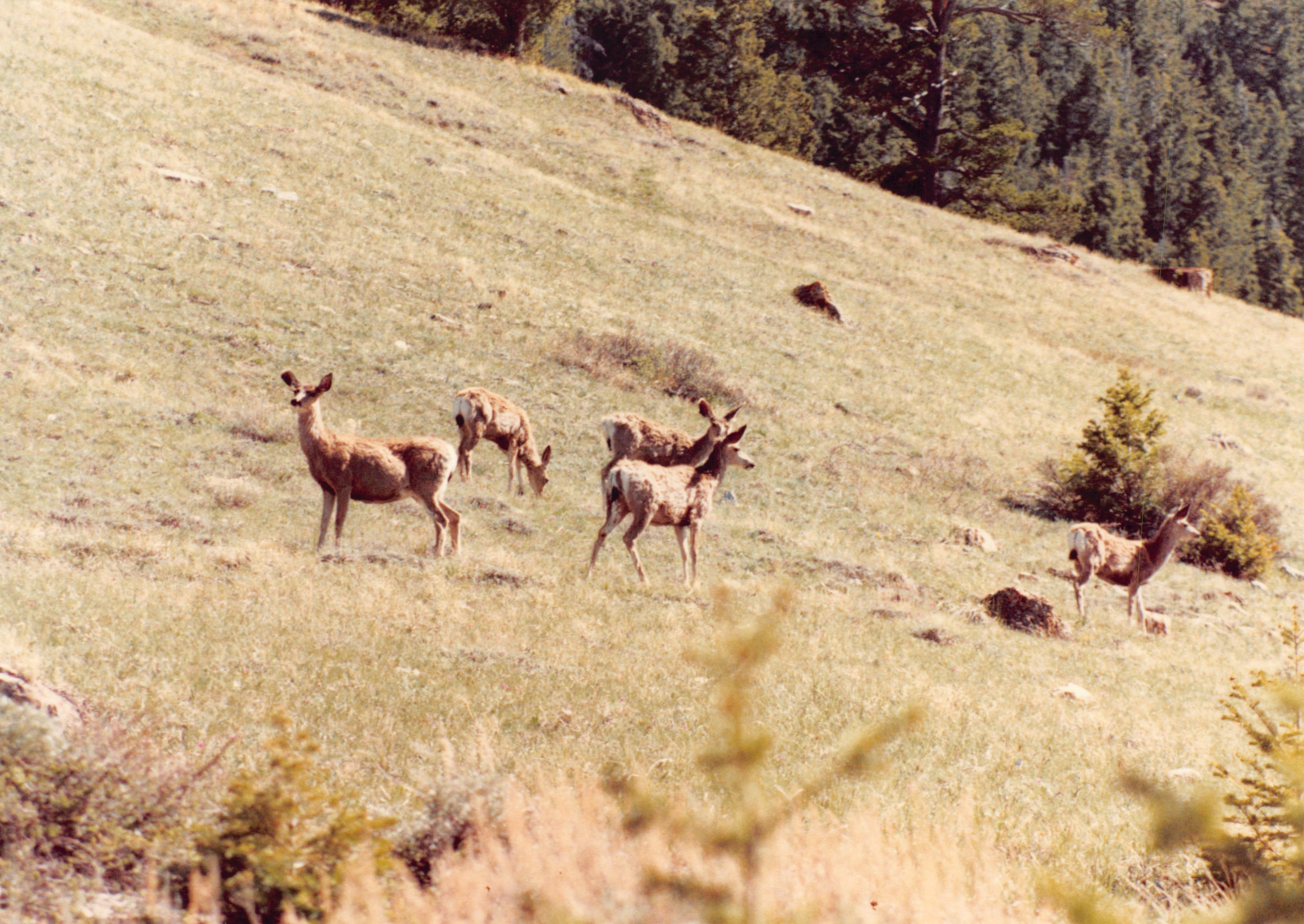 1990_62.jpg