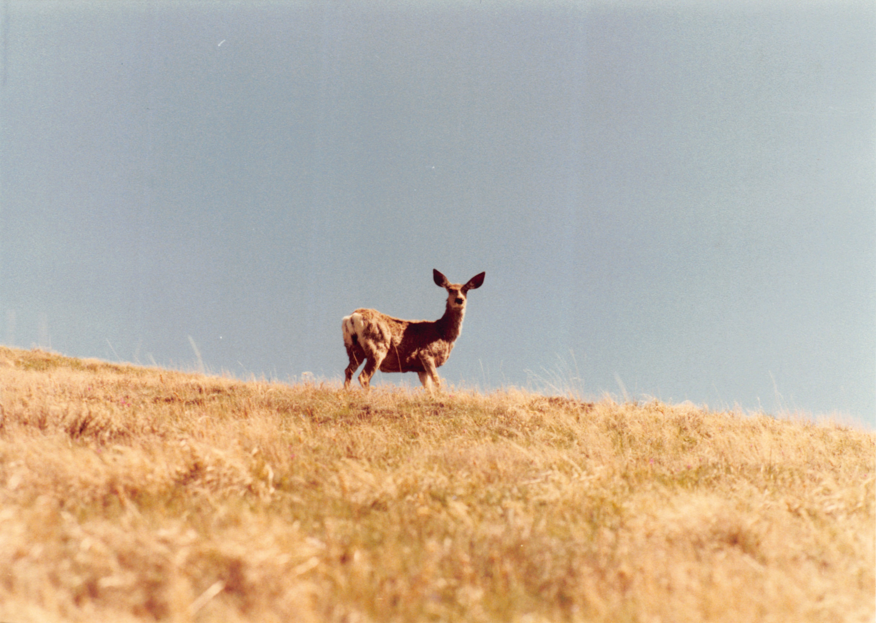 1990_63.jpg