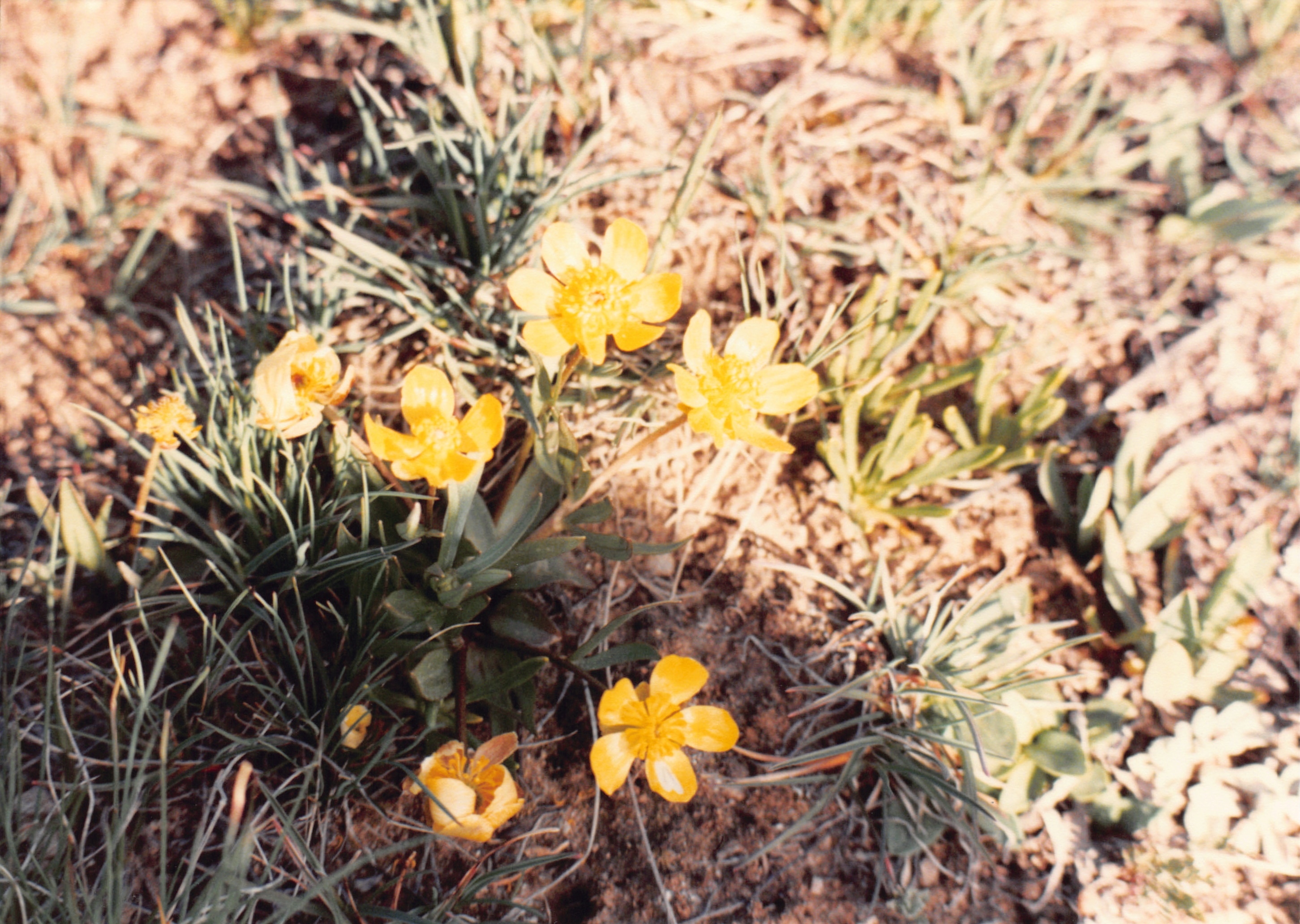 1990_66.jpg