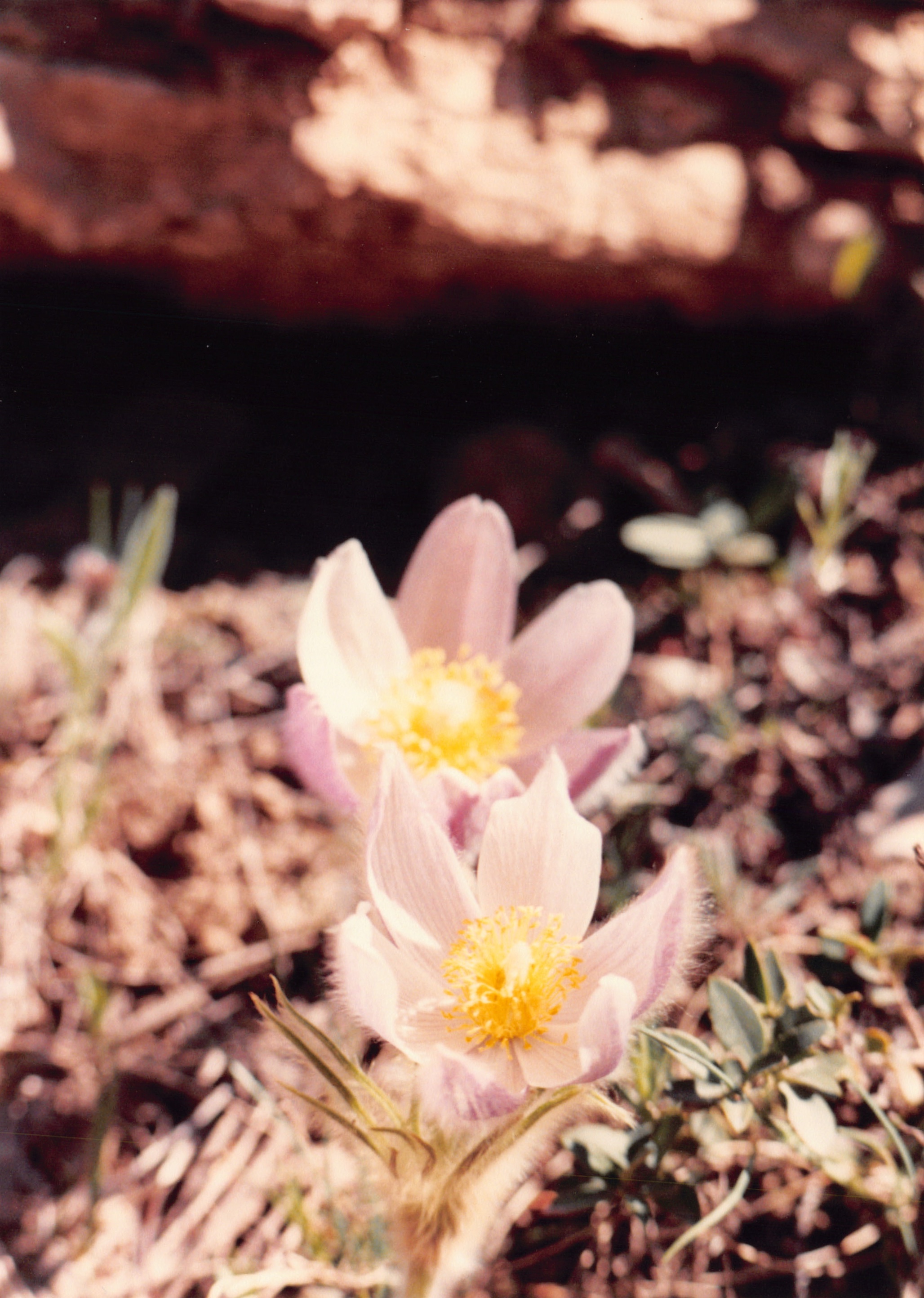 1990_67.jpg