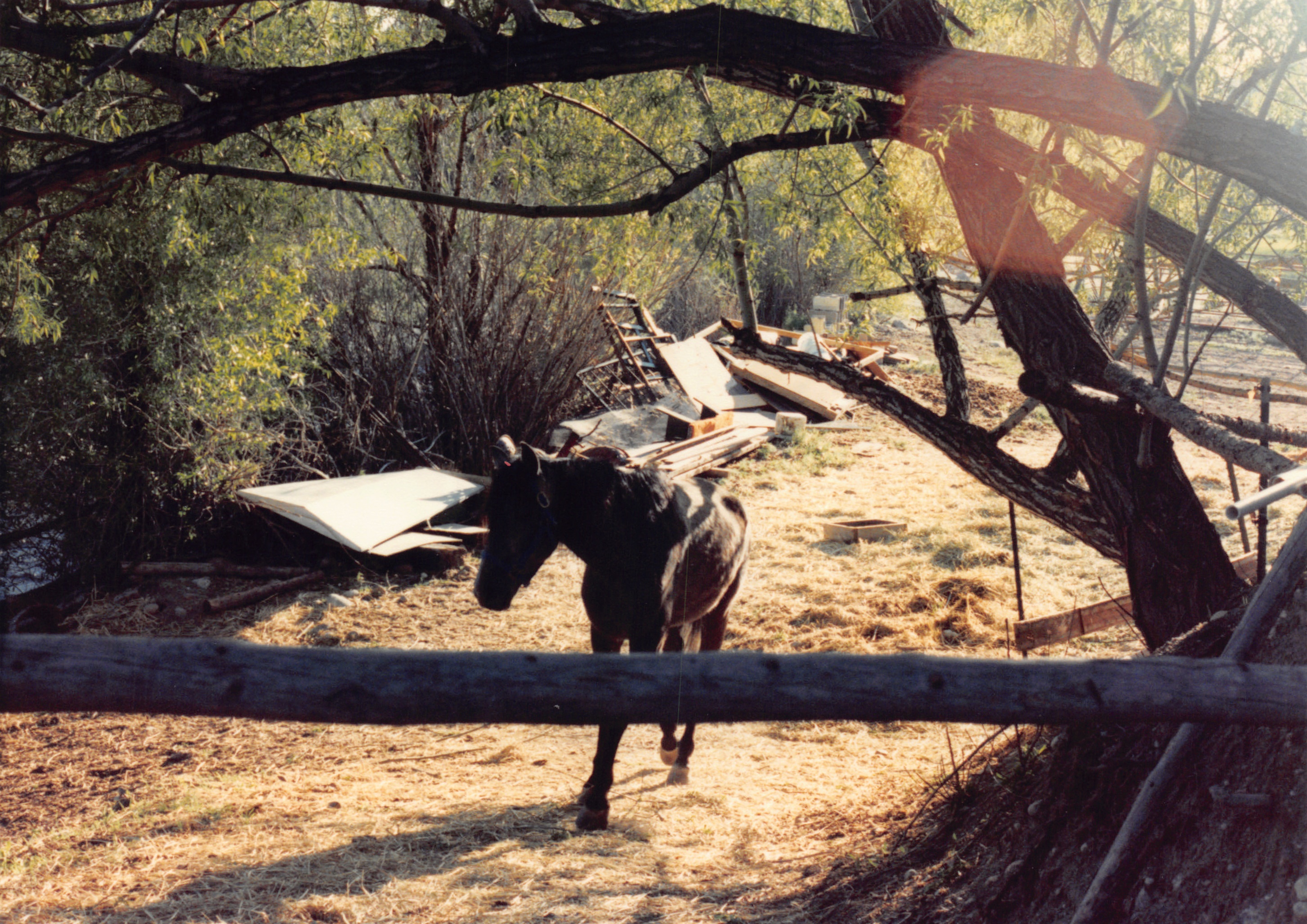 1990_86.jpg