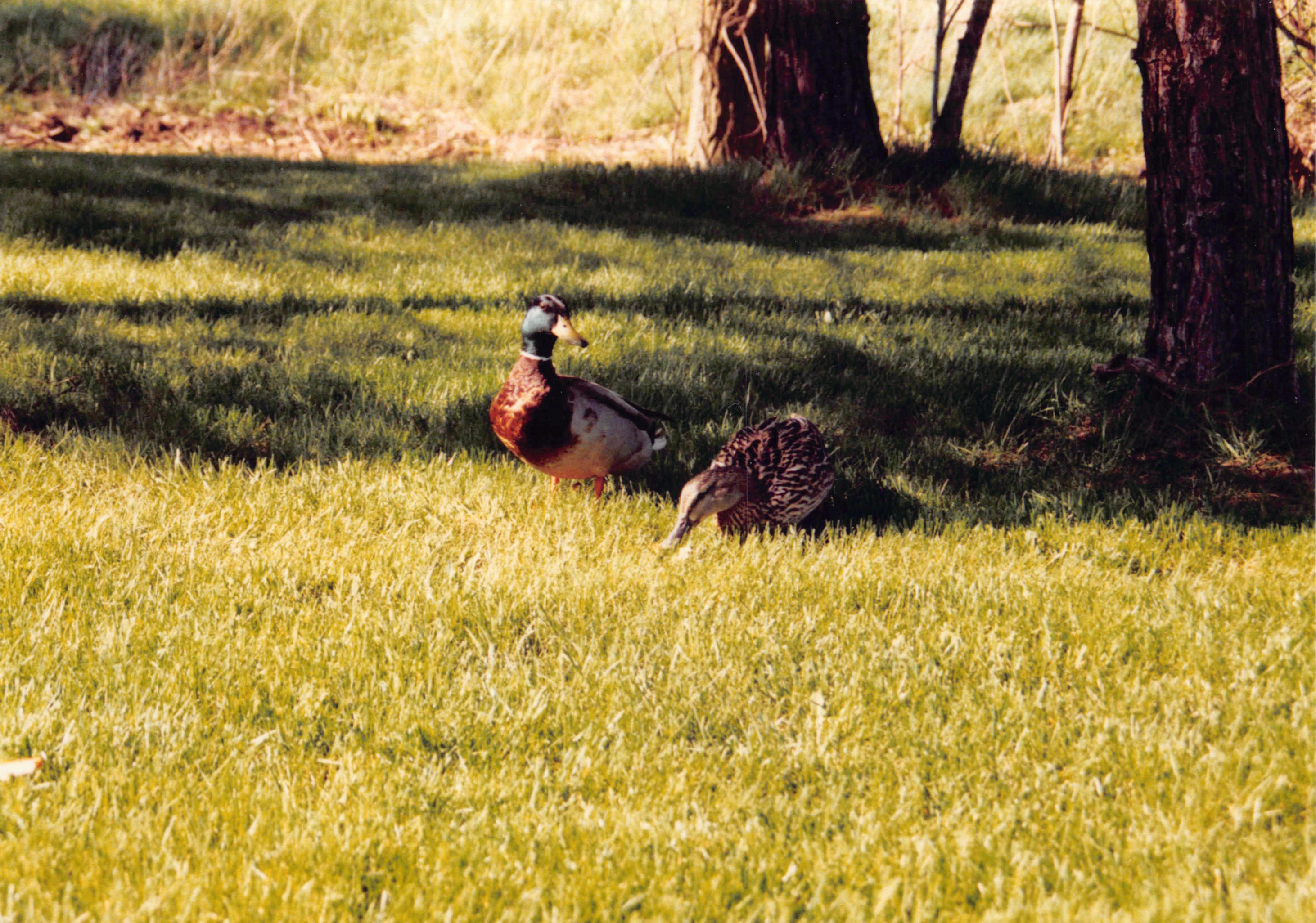 1985-1991_374.jpg